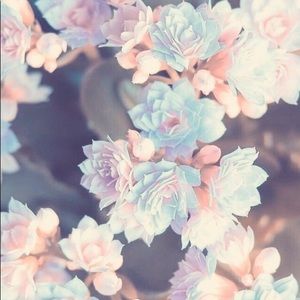 Meet your Posher, Norma